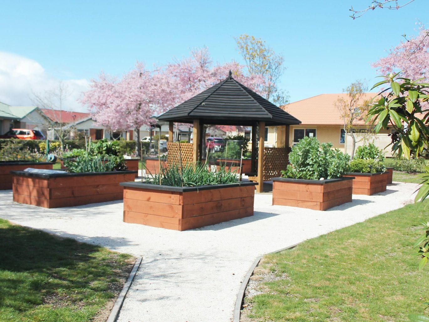 A community garden with timber raised beds set around a small gazebo, blossom trees behind