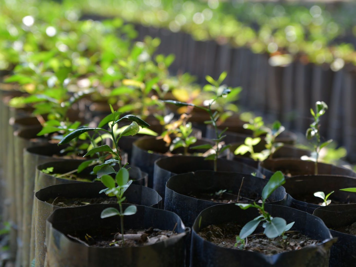 Rows of young seedlings in planter bags at a sunlit plant nursery